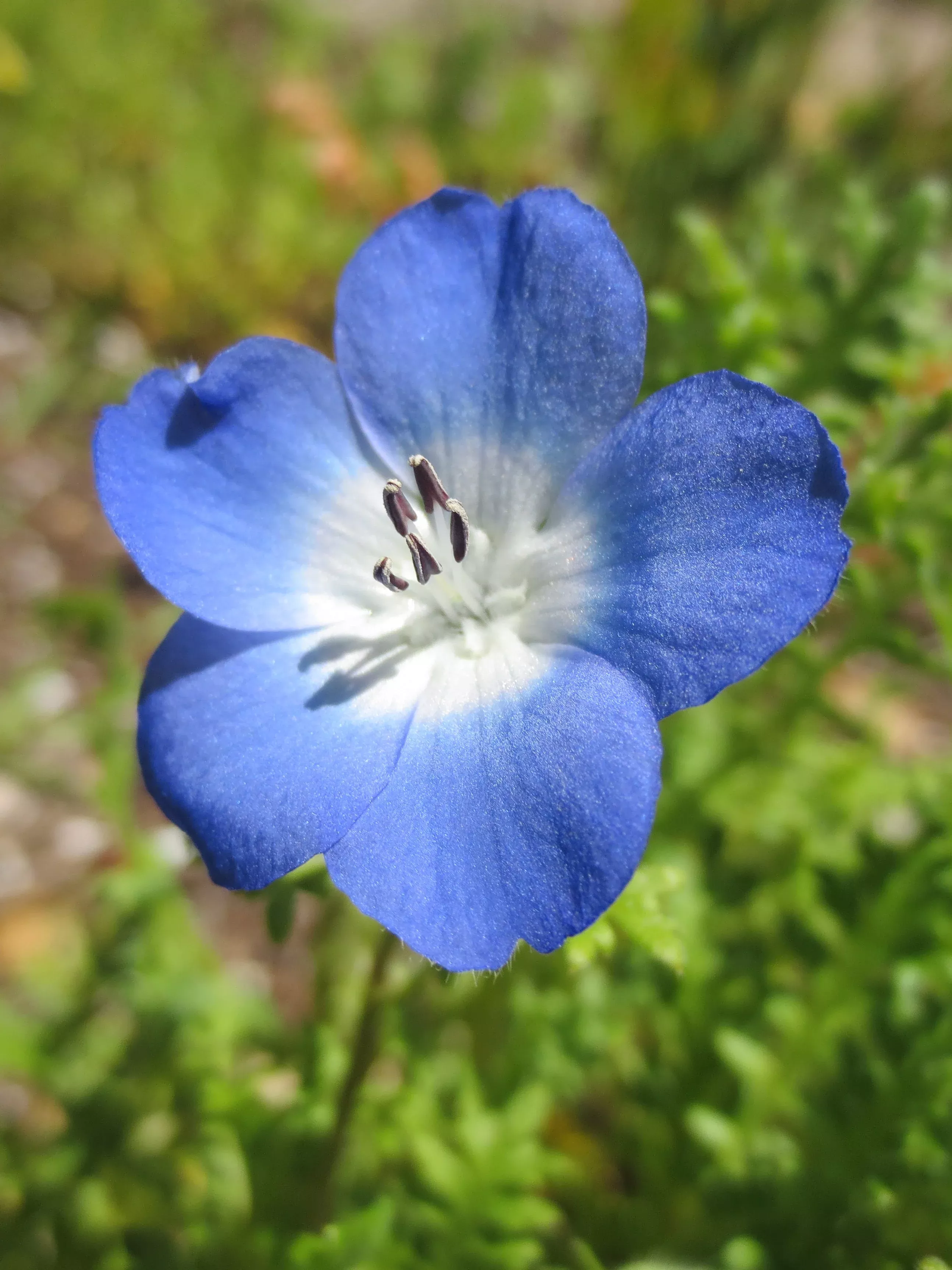 nemophila-menziesii-baby-blue-eyes Nemophila menziesii Baby Blue Eyes