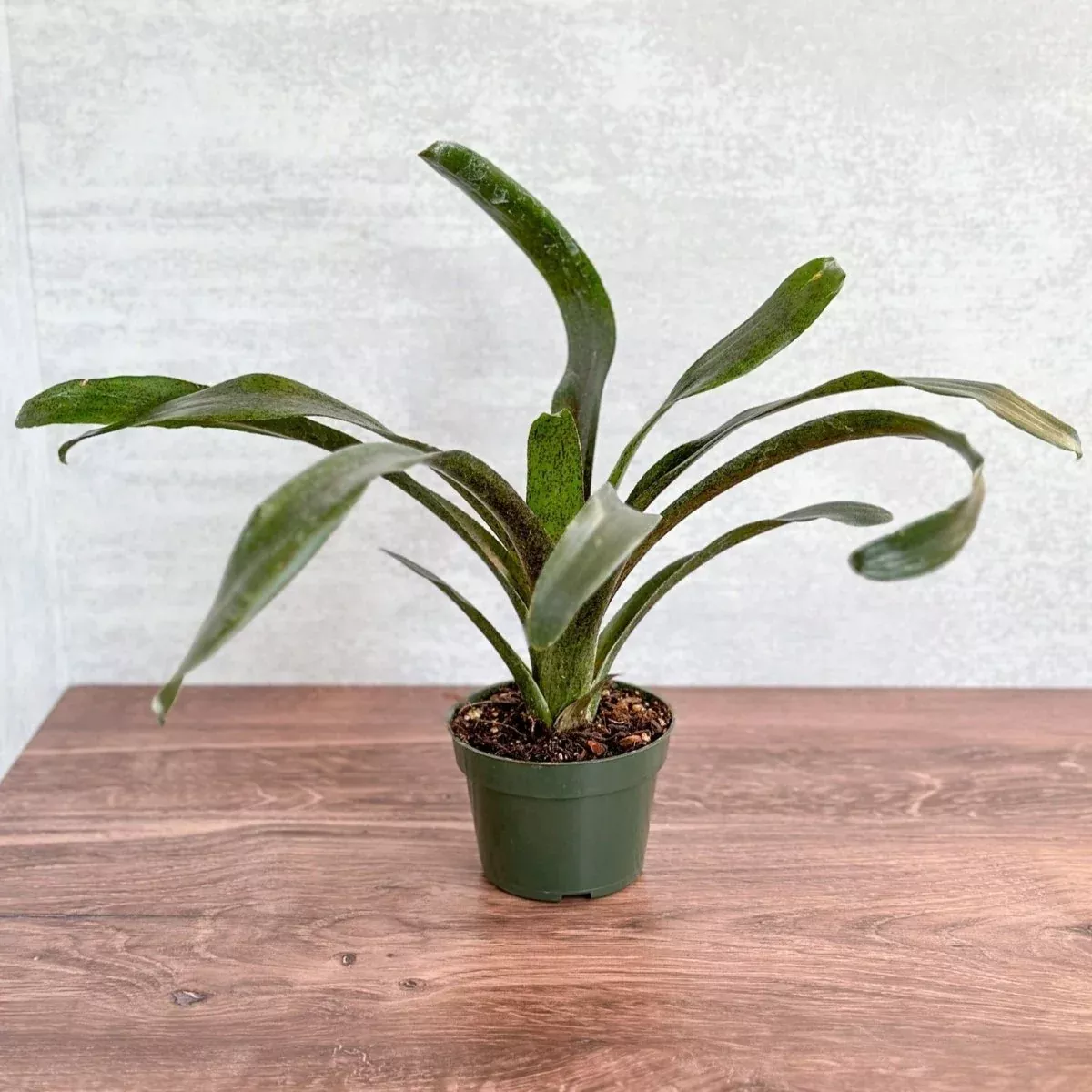 neoregelia-mo-peppa-please-bromeliad Neoregelia 'Mo Peppa Please' Bromeliad