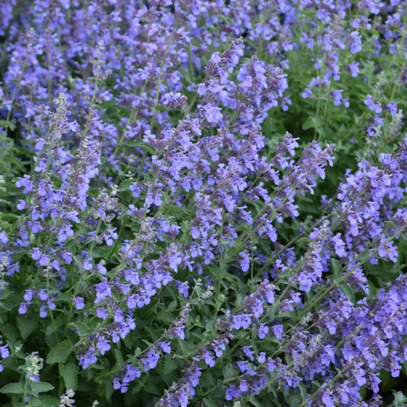 nepeta-cat-s-meow Nepeta 'Cat's Meow'