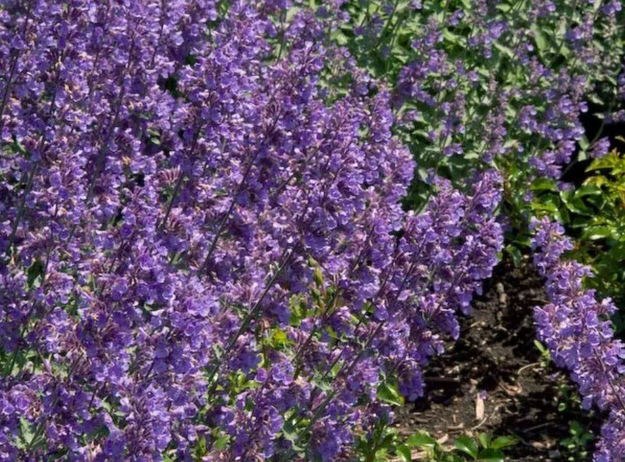 Nepeta Catmint 'Dropmore Blue'