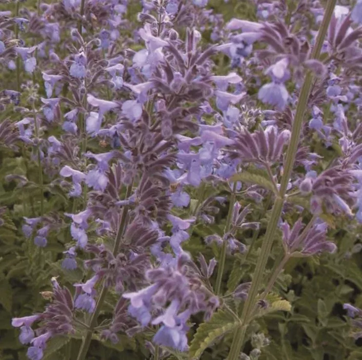 nepeta-catmint-six-hills-blue Nepeta Catmint 'Six Hills Blue'