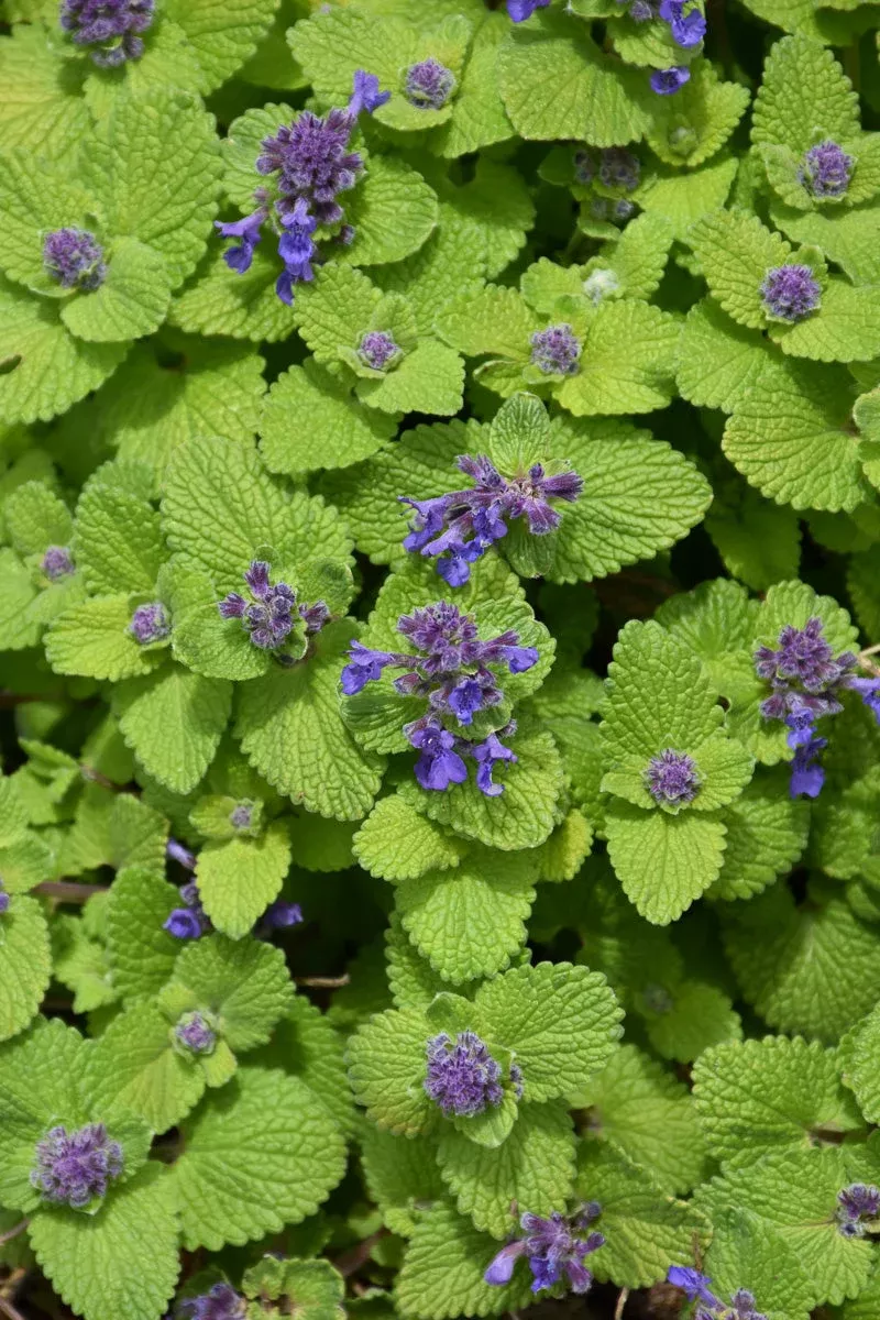 nepeta-chartreuse-on-loose Nepeta 'Chartreuse on the Loose'