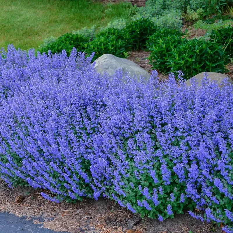 nepeta-purrsian-blue Nepeta 'Purrsian Blue'