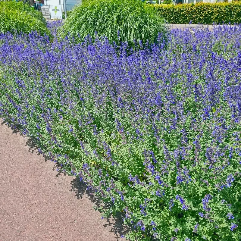 nepeta-walker-s-low Nepeta 'Walker's Low'
