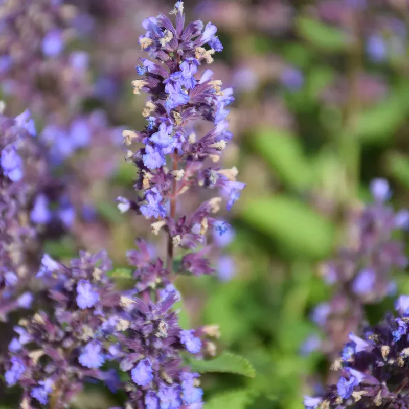 nepeta-whispurr-blue Nepeta 'Whispurr Blue'