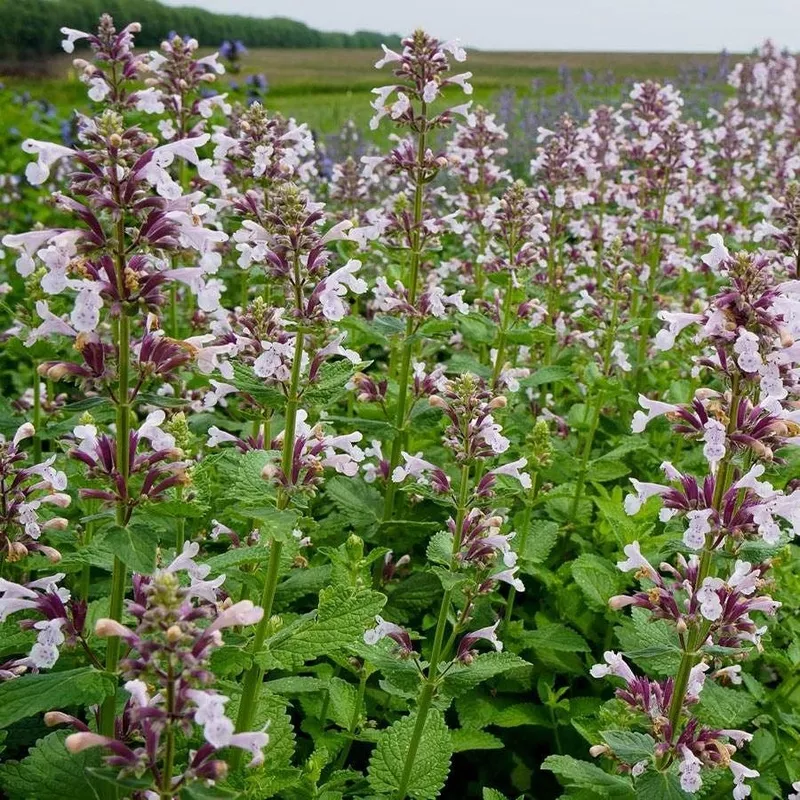 nepeta-whispurr-pink Nepeta 'Whispurr Pink'