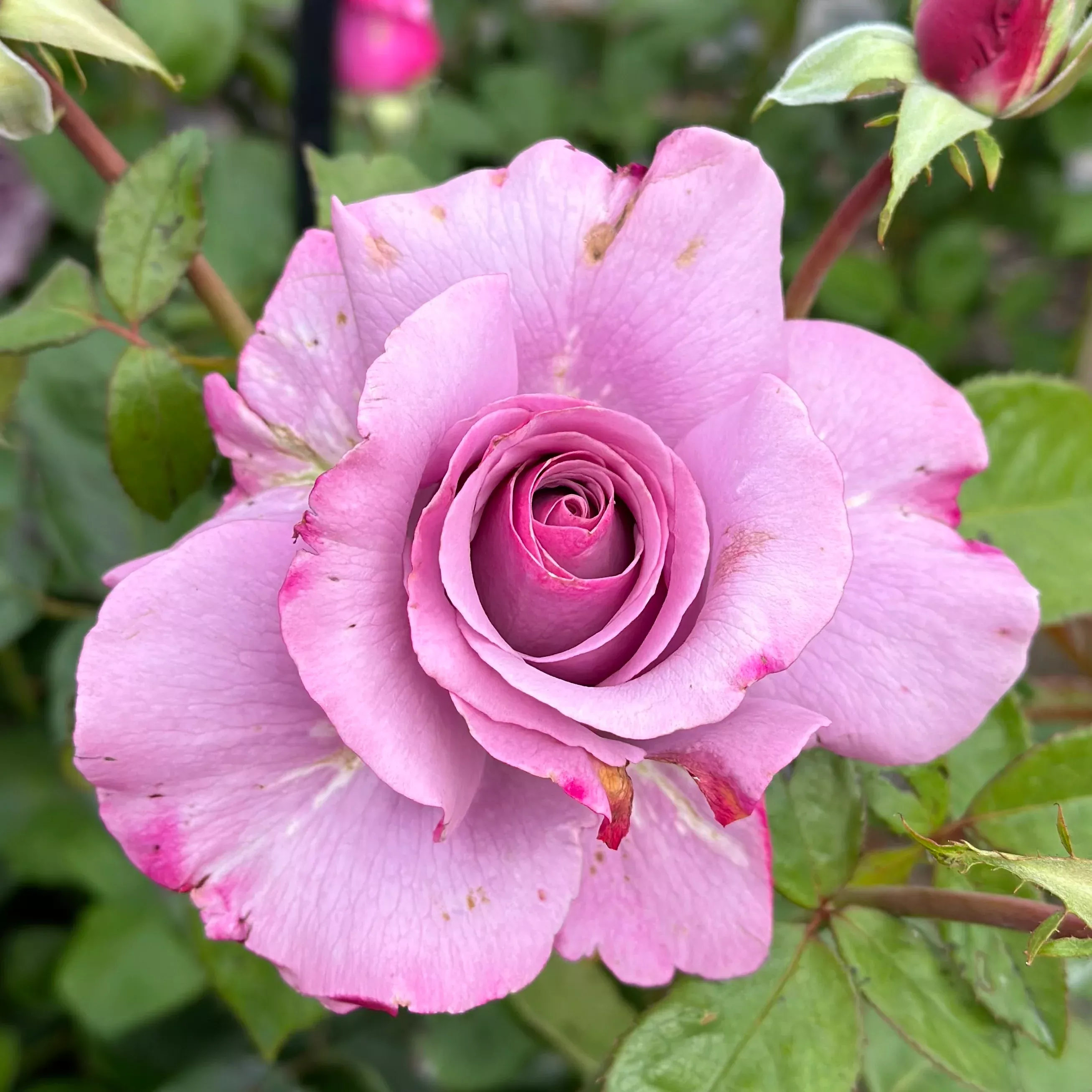 Neptune Potted Rose Bush