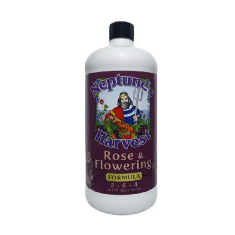 neptune-s-harvest-rose-flowering Neptune's Harvest Rose & Flowering