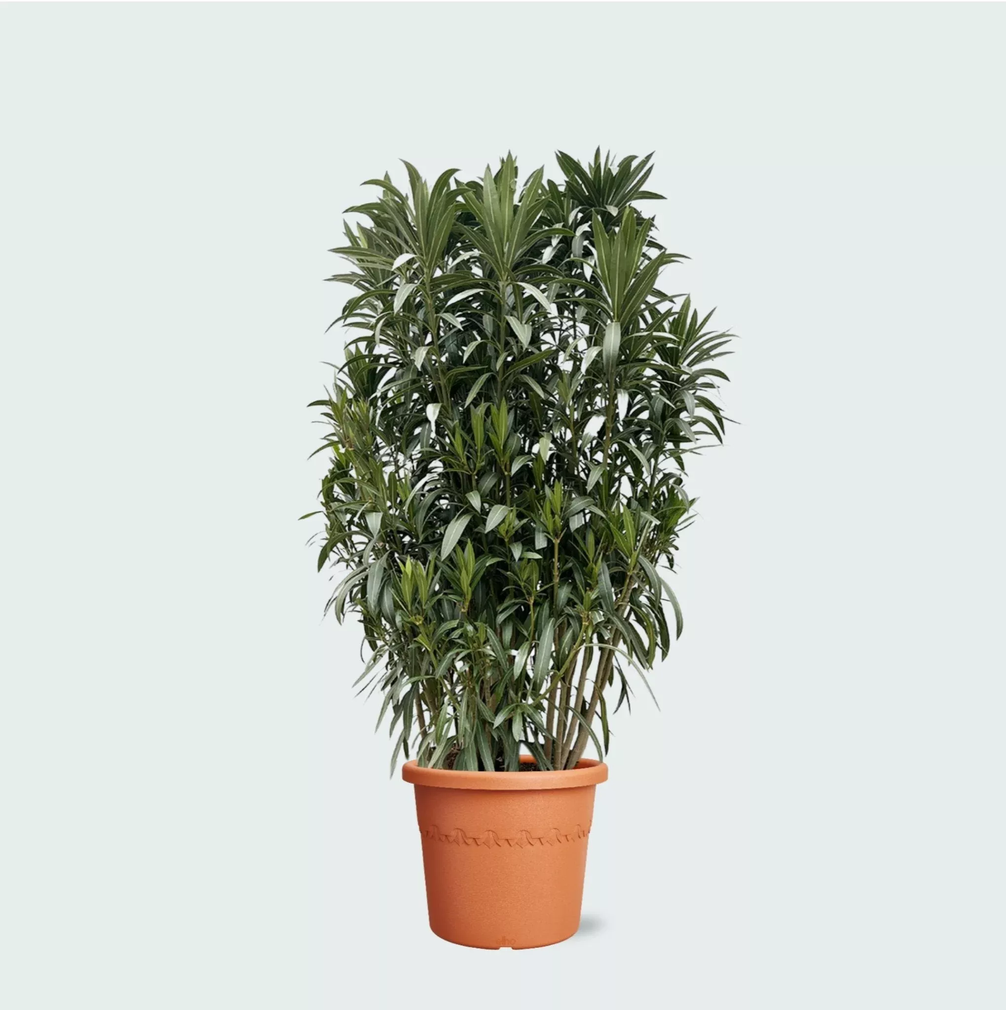 nerium-oleander-struik-210cm Nerium Oleander struik – 210cm