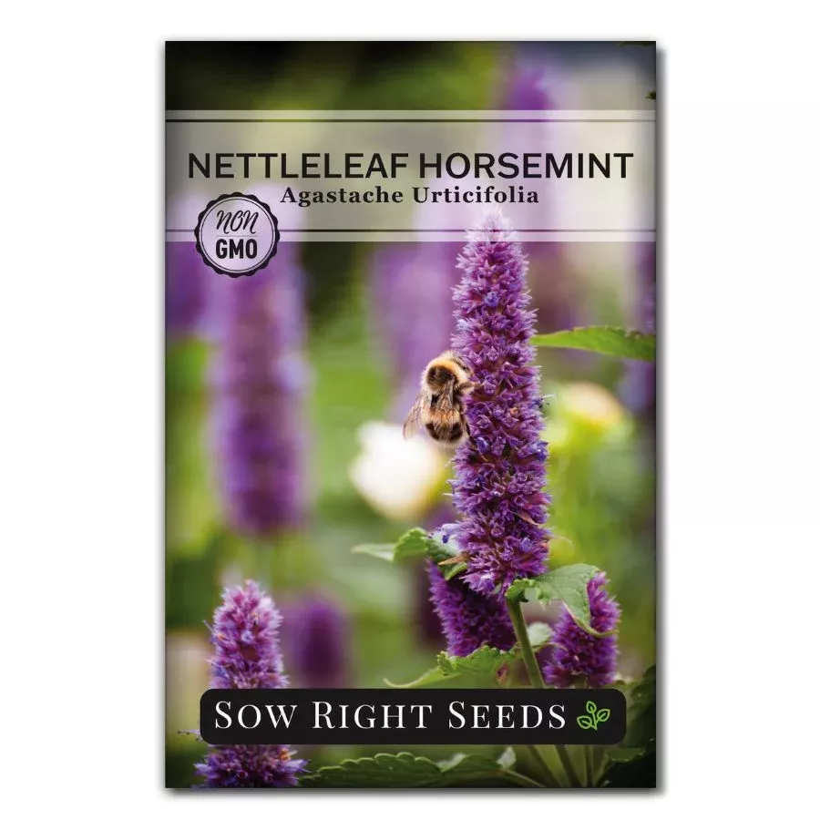 nettleleaf-horsemint Nettleleaf Horsemint