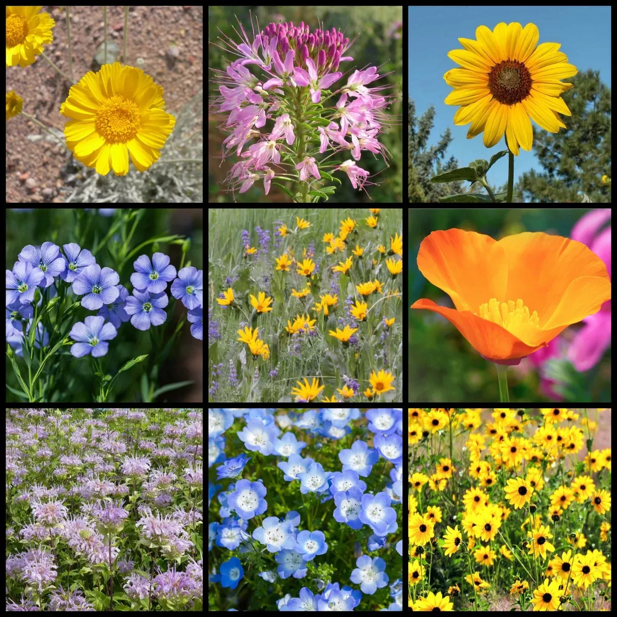 Nevada Native Pollinator Wildflower Mixture