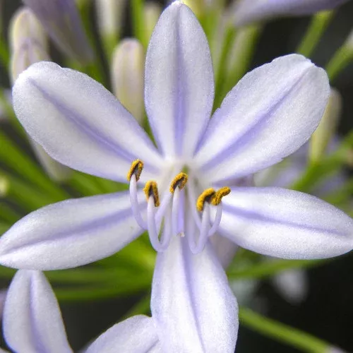 neverland-agapanthus Neverland Agapanthus