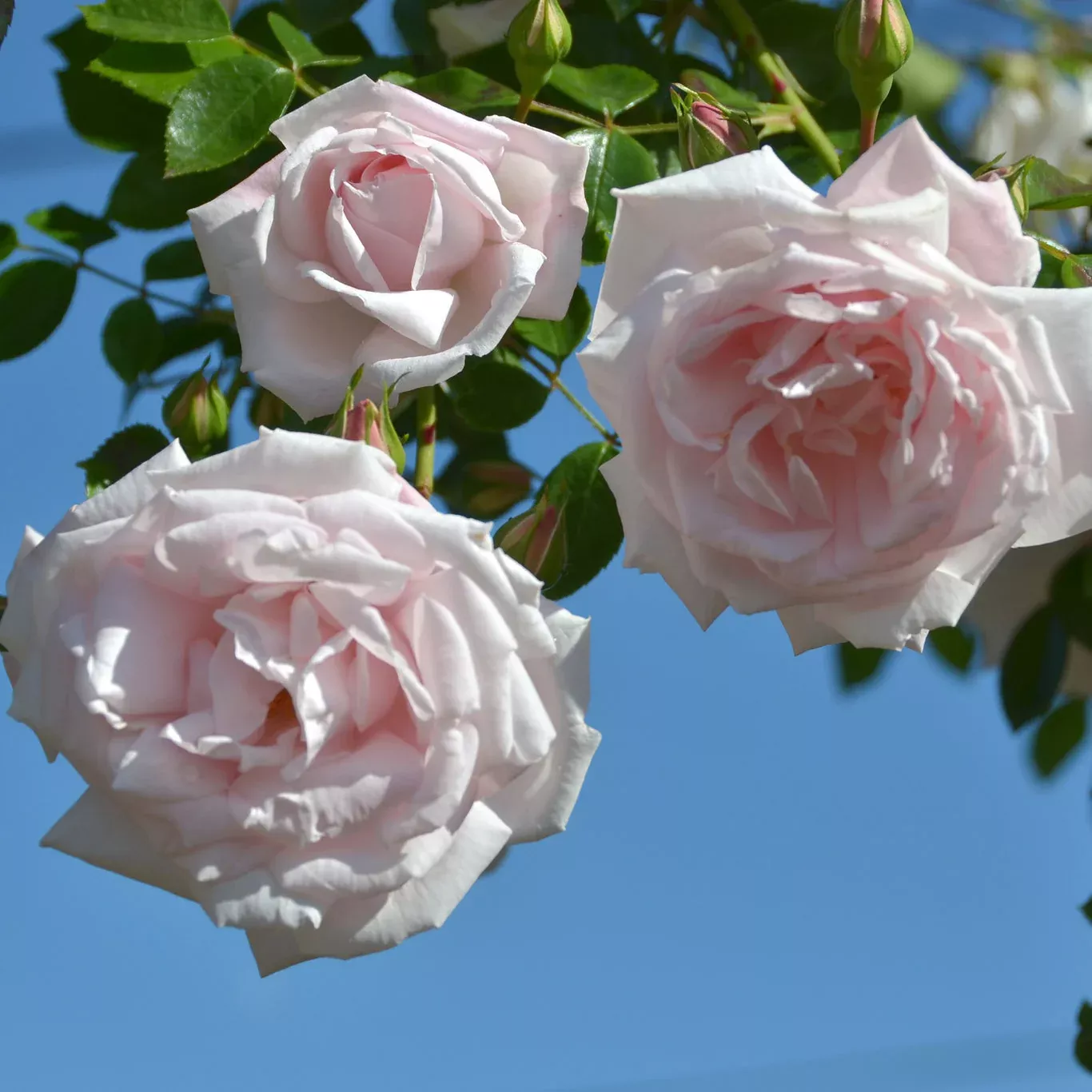 new-dawn-potted-climbing-rose New Dawn Potted Climbing Rose