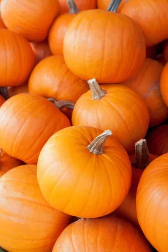 new-england-pie-pumpkin New England Pie Pumpkin