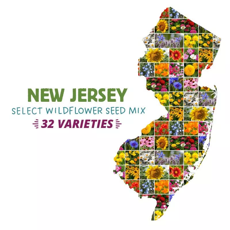 new-jersey-select-wildflower-seed-mix New Jersey Select Wildflower Seed Mix