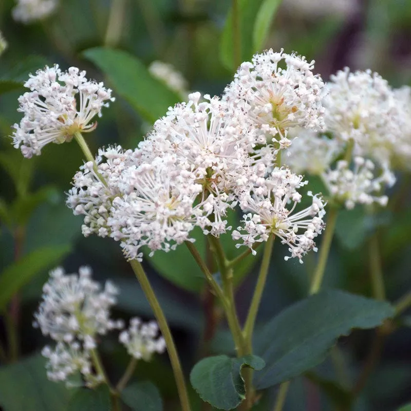 New Jersey Tea Plant (Ceanothus)