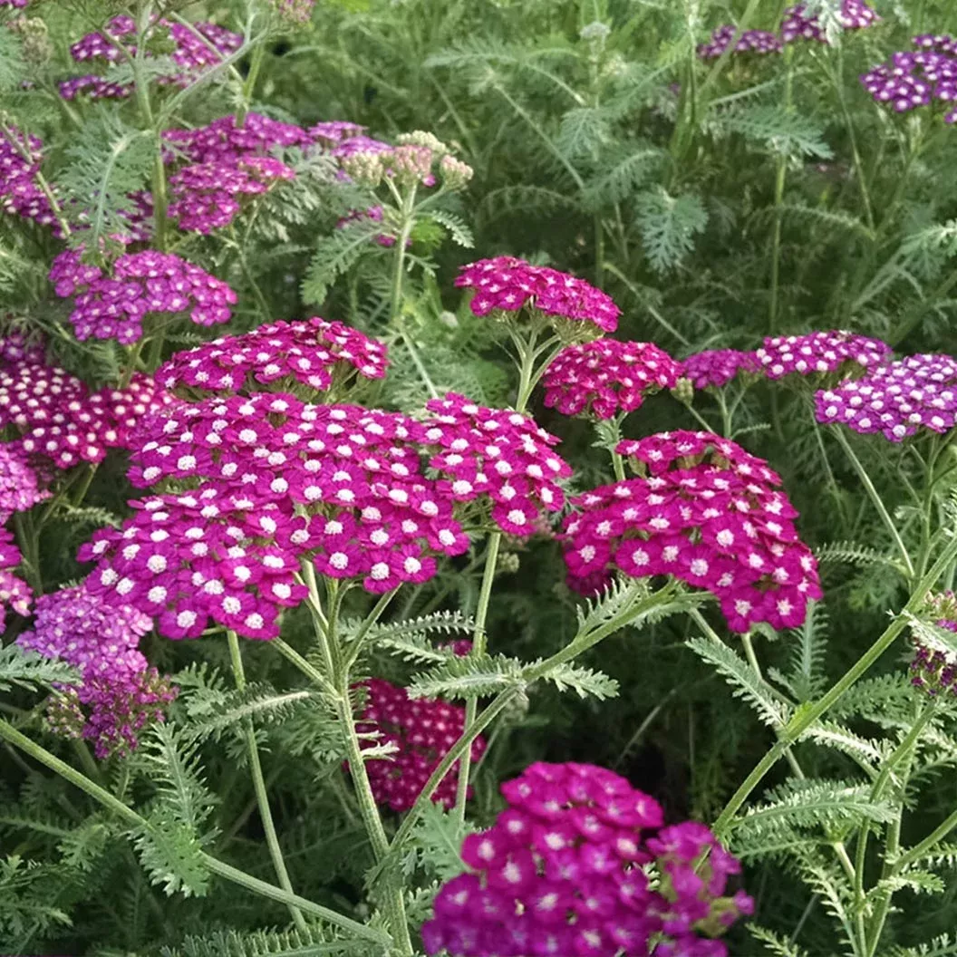 new-vintage-violet-yarrow New Vintage™ Violet Yarrow