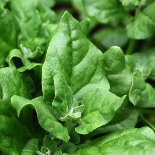new-zealand-spinach-seeds-planting-tetragonia-tetragonioides New Zealand Spinach Seeds For Planting (Tetragonia tetragonioides)