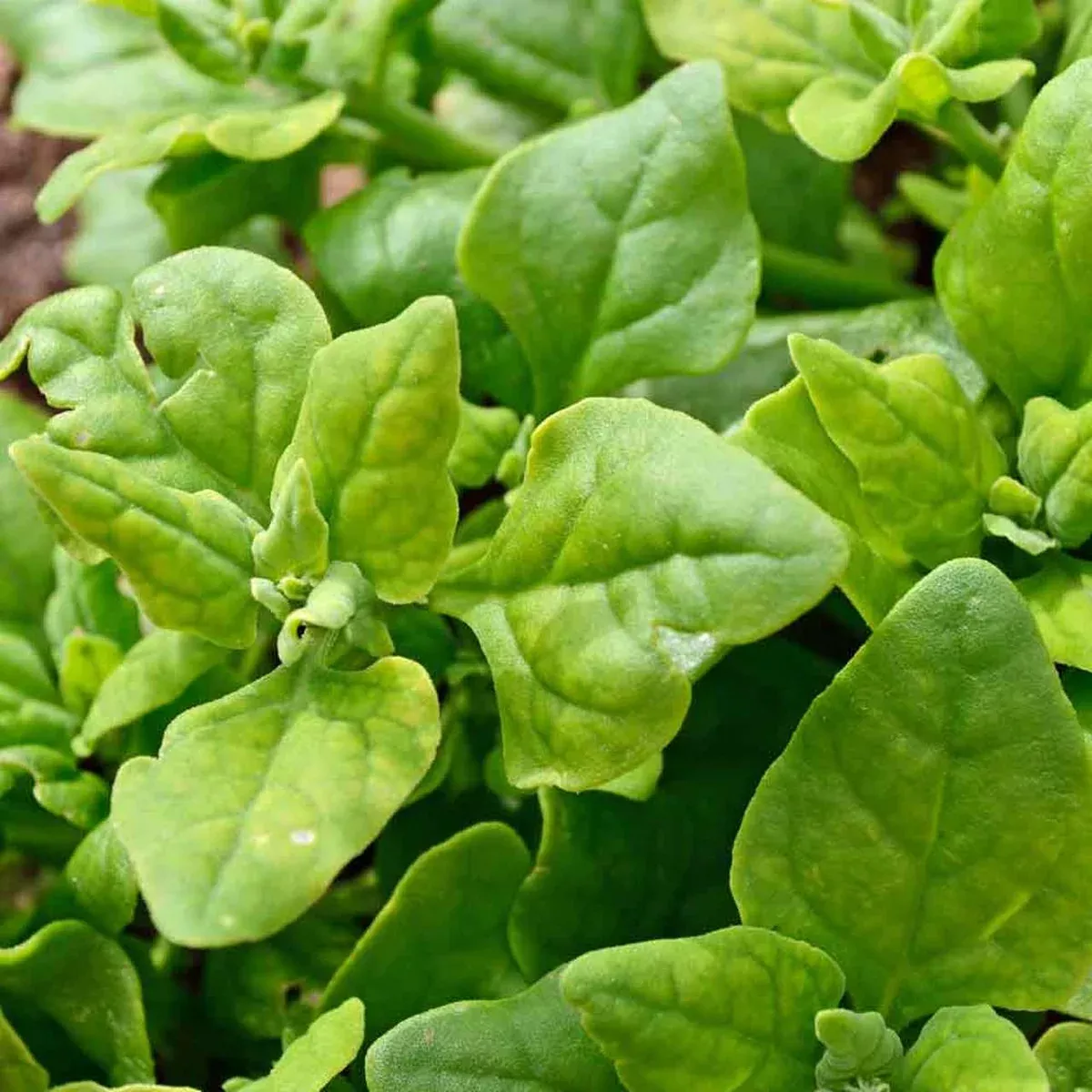 new-zealand-spinach New Zealand Spinach
