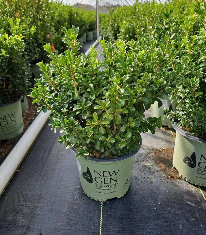 newgen-independence-boxwood NewGen Independence Boxwood