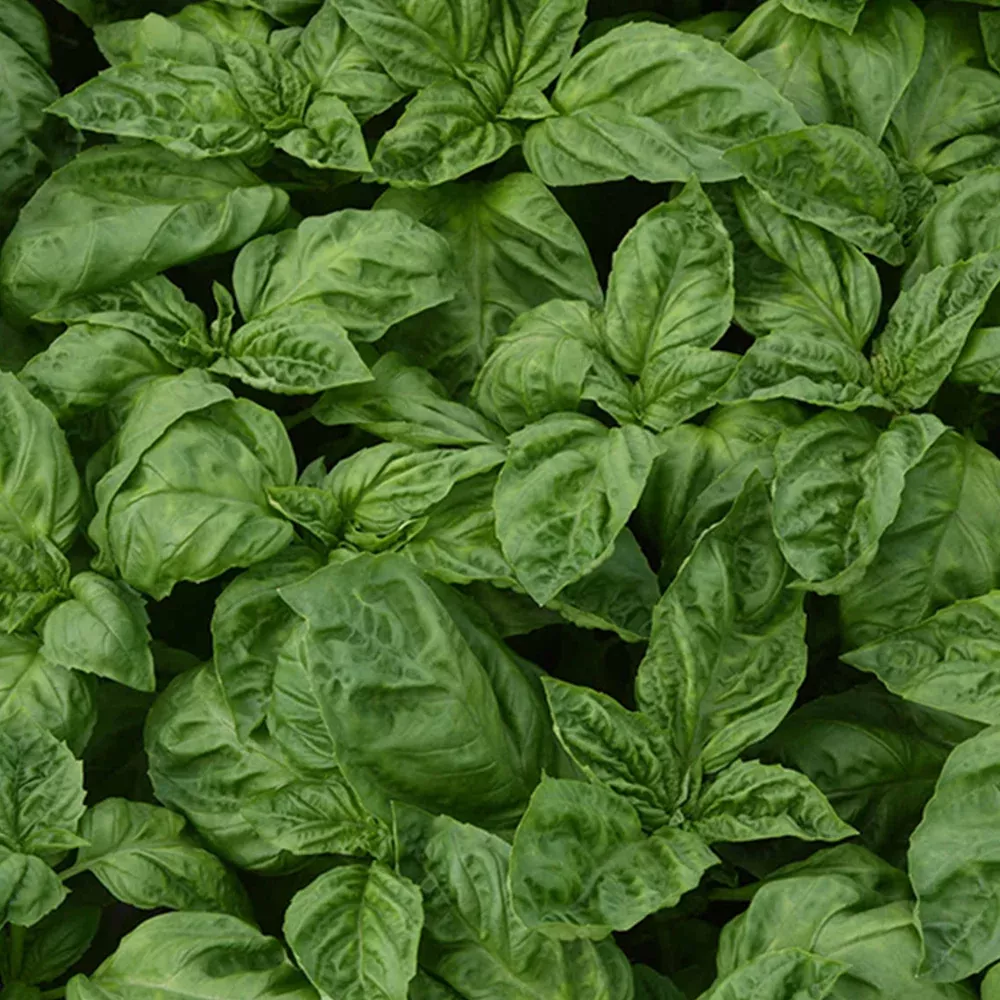 newton-basil Newton Basil