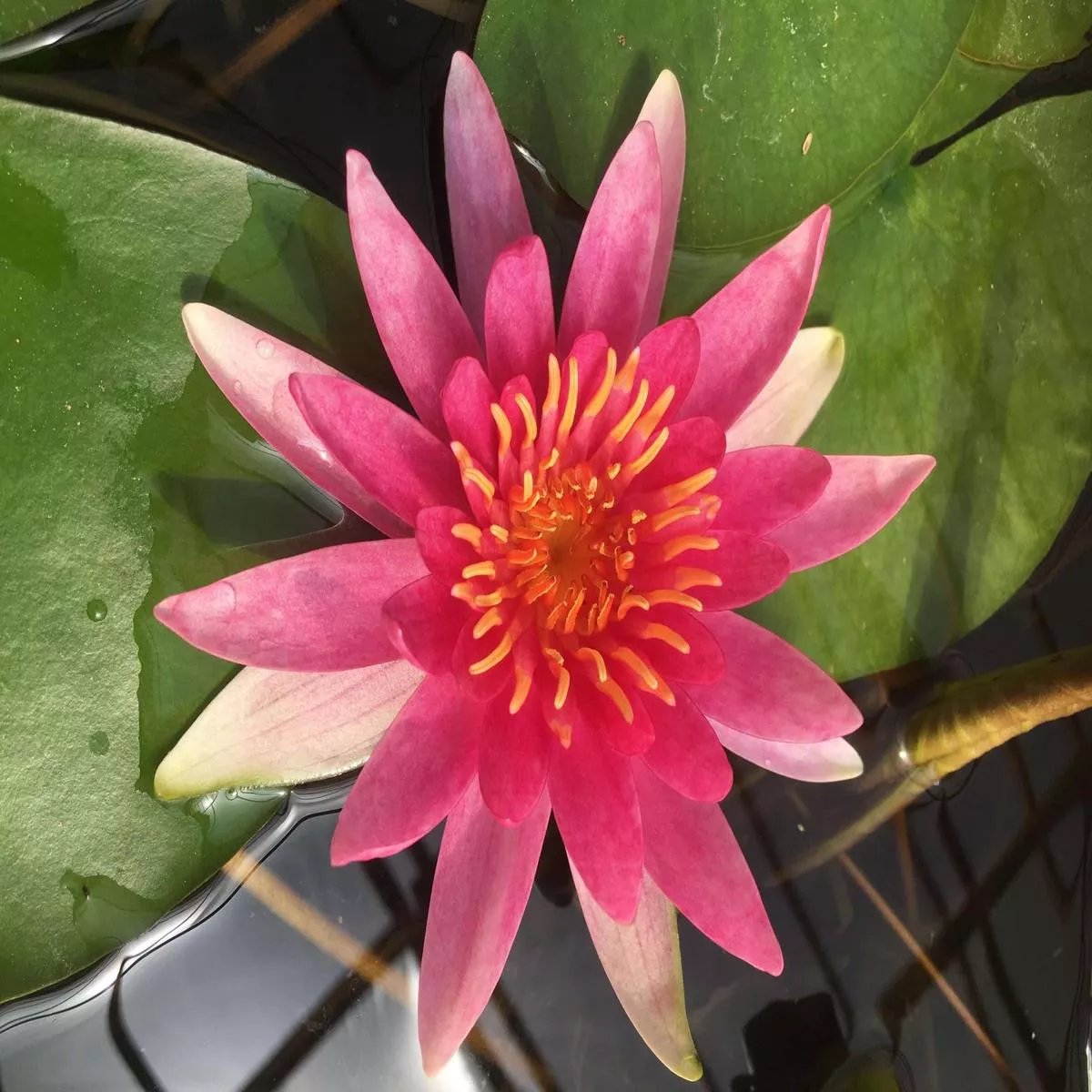 newton-water-lily-pond-plants-mw18-kit Newton Water Lily – Pond Plants – MW18 – Kit