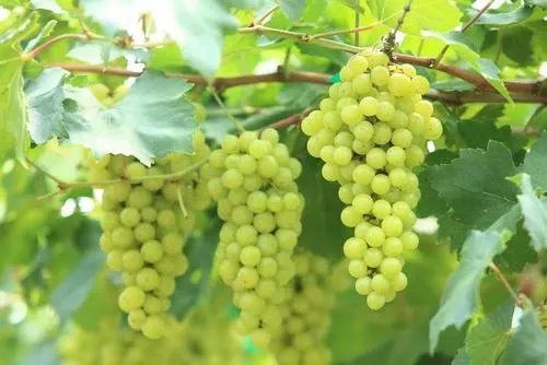 niagara-grape Niagara Grape