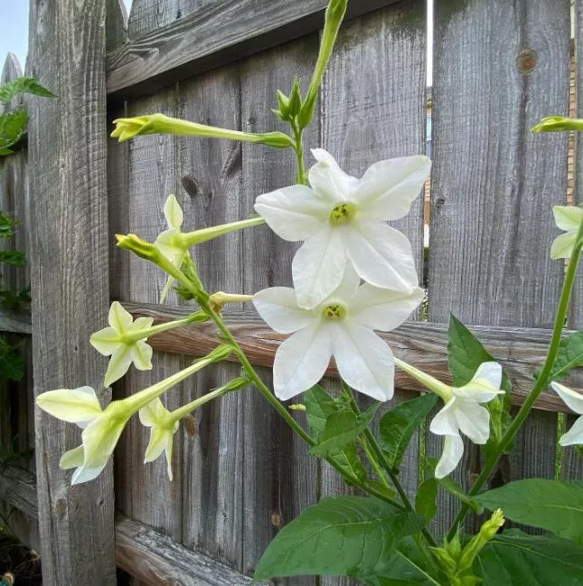 nicotiana-flower Nicotiana Flower