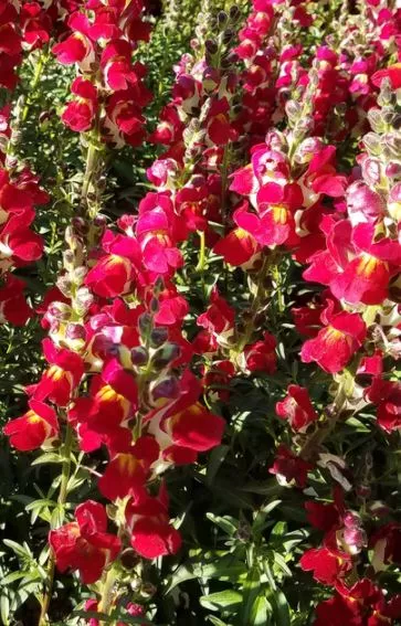 Night and Dawn Snapdragon