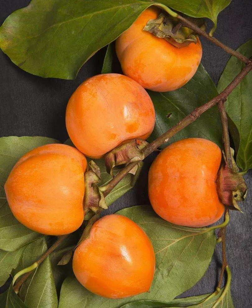 Nikita’s Gift Persimmon Tree