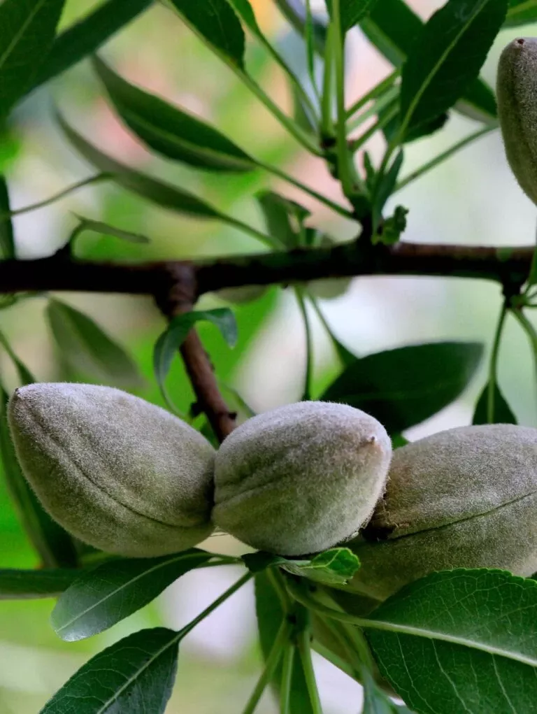Nikita’s Pride Almond™
