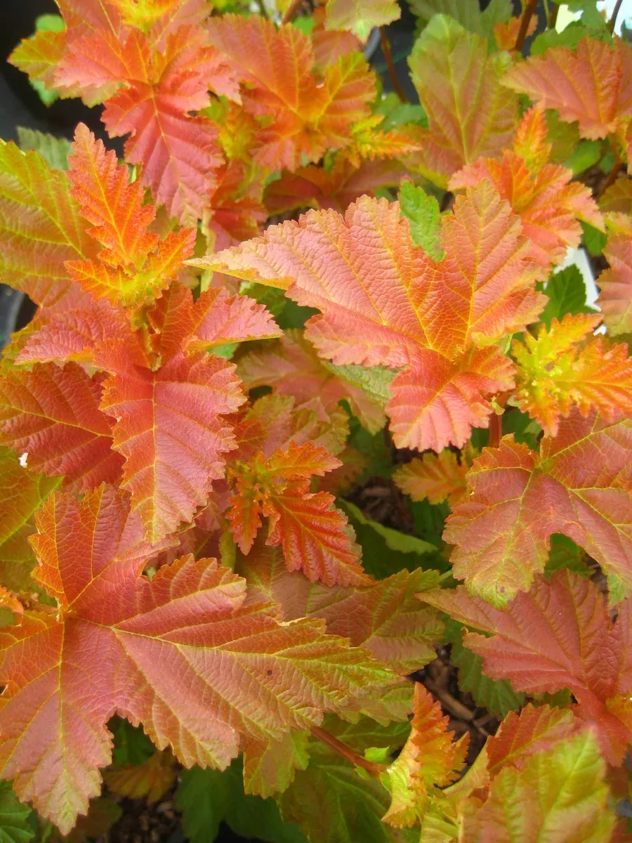 Ninebark:'Amber Jubilee' - 2 Gal (Bl)