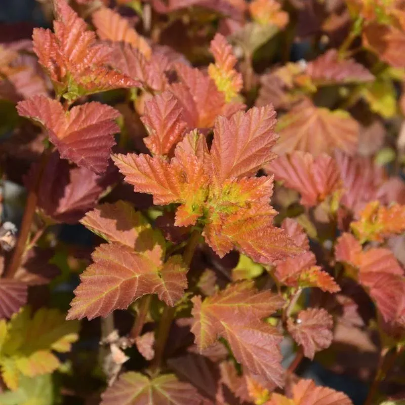 ninebark-amber-jubilee Ninebark 'Amber Jubilee'