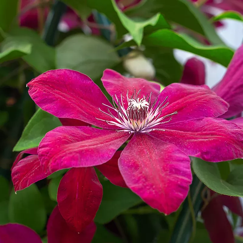 niobe-clematis-vine Niobe Clematis Vine
