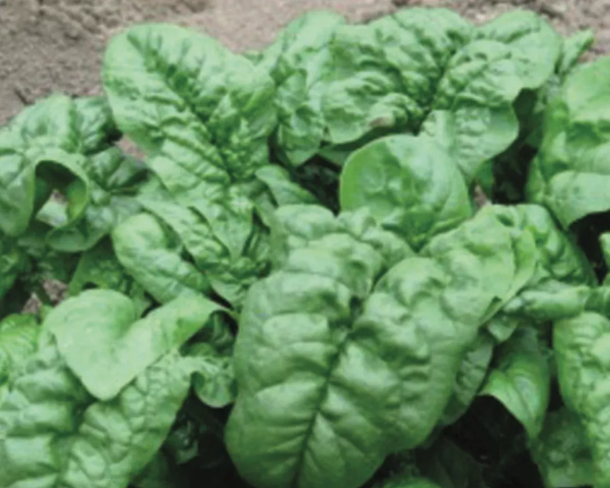 nobel-giant-spinach-seeds Nobel Giant Spinach Seeds