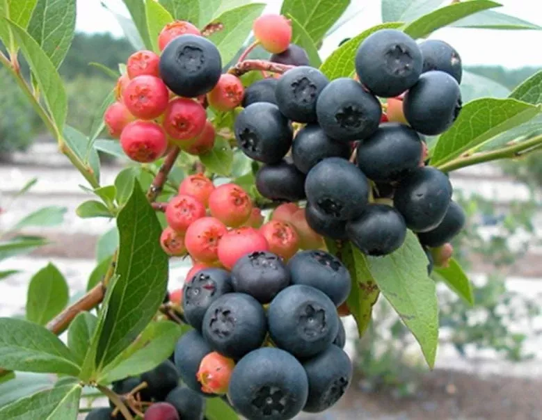 nocturne-blueberry Nocturne ™ Blueberry