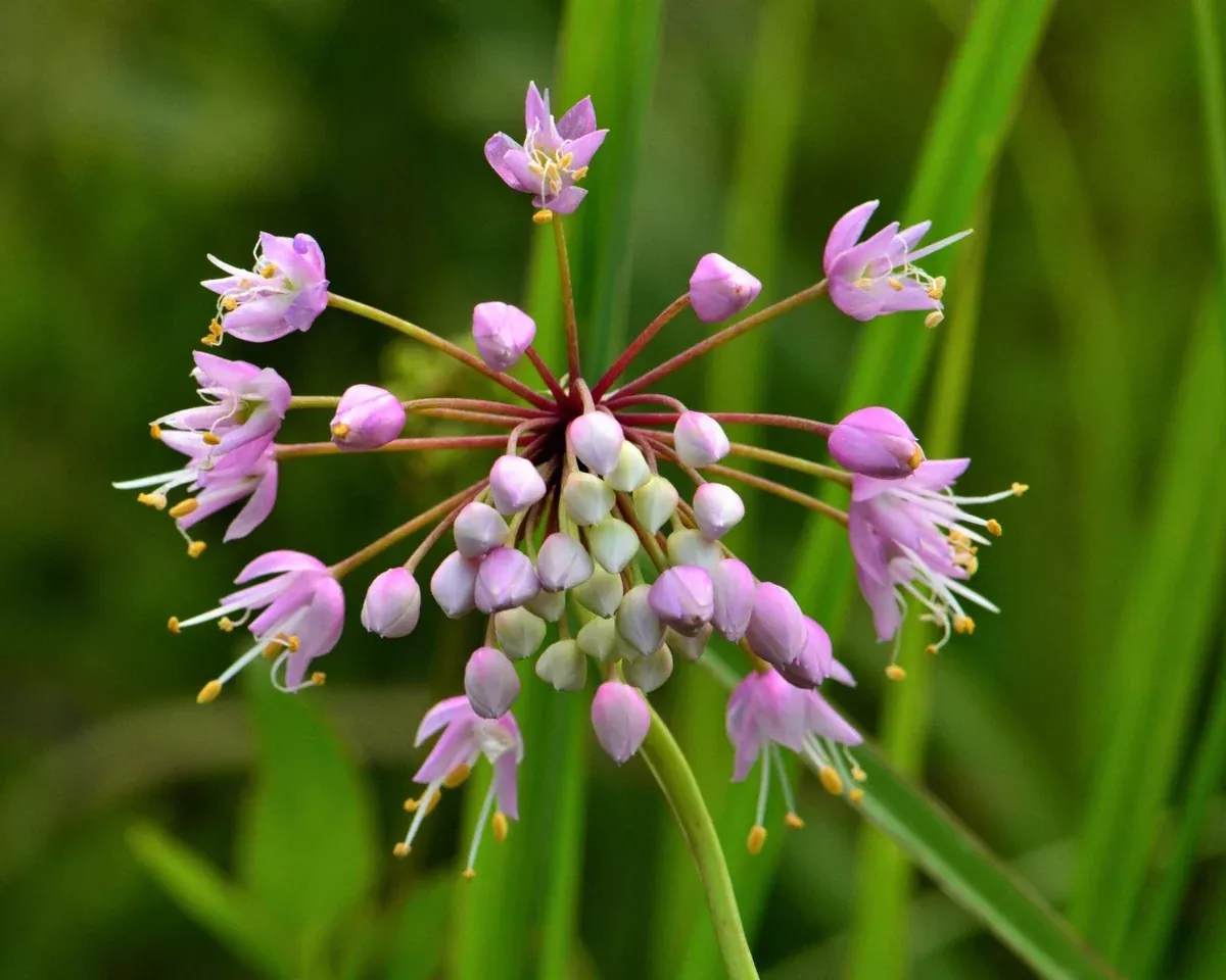 nodding-pink-onion-seeds-allium-cernuum Nodding Pink Onion Seeds (Allium cernuum)