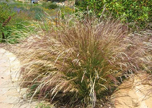 nodding-stipa-needle-grass Nodding Stipa / Needle Grass
