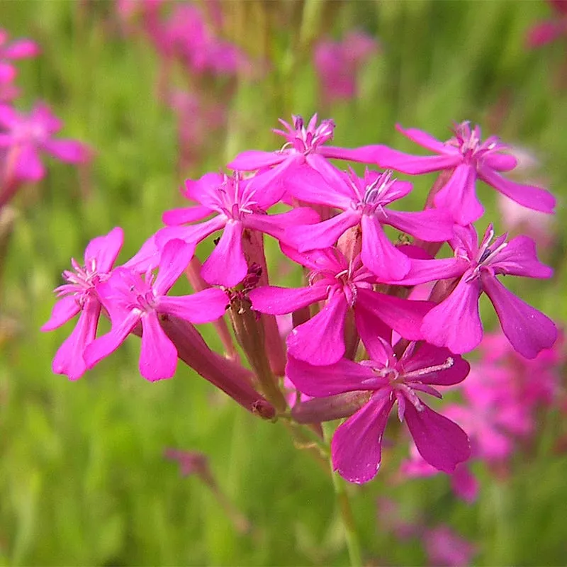 none-so-pretty-or-catchfly-seeds None so Pretty or Catchfly Seeds