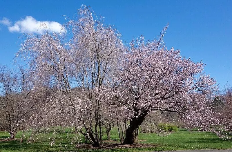 north-japanese-hill-flowering-cherry North Japanese Hill Flowering Cherry