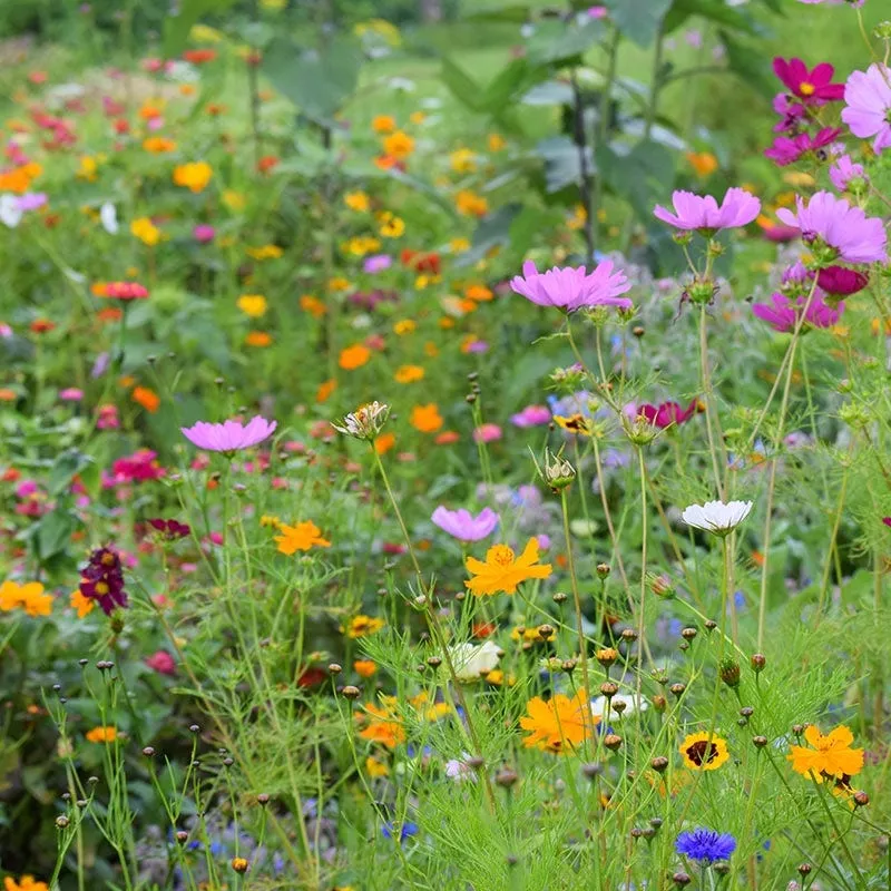 northeast-select-wildflower-seed-mix Northeast Select Wildflower Seed Mix