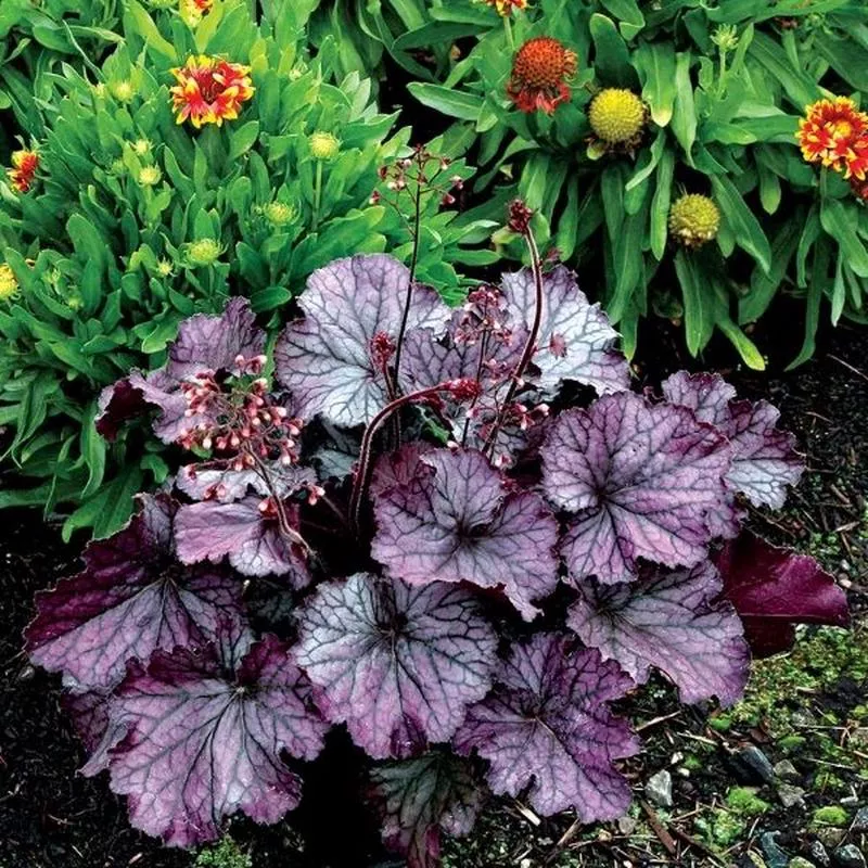 northern-exposure-purple-coral-bells Northern Exposure™ Purple Coral Bells