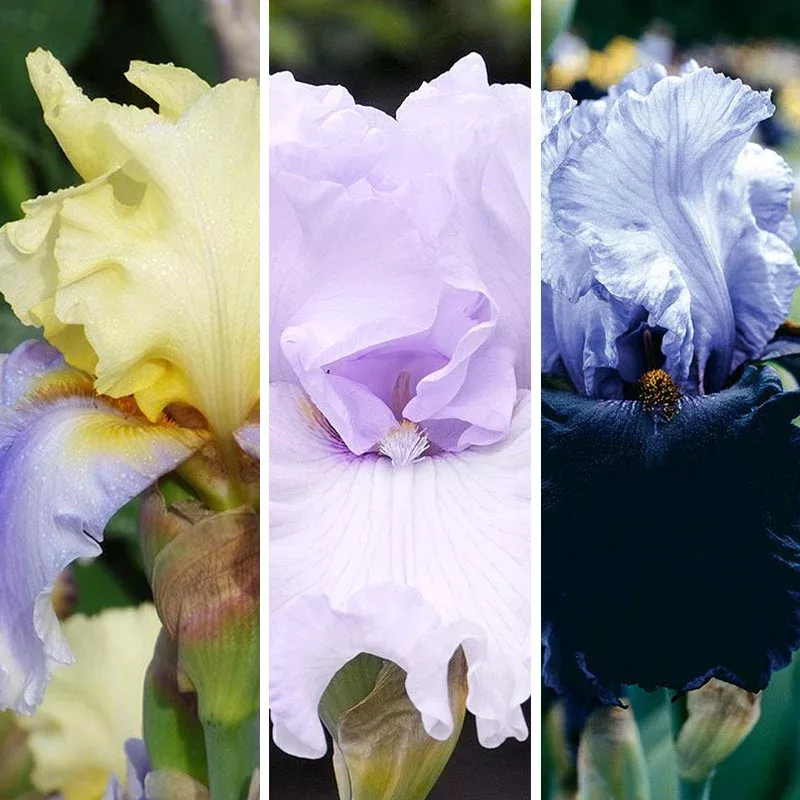 Northern Lights Bearded Iris Collection