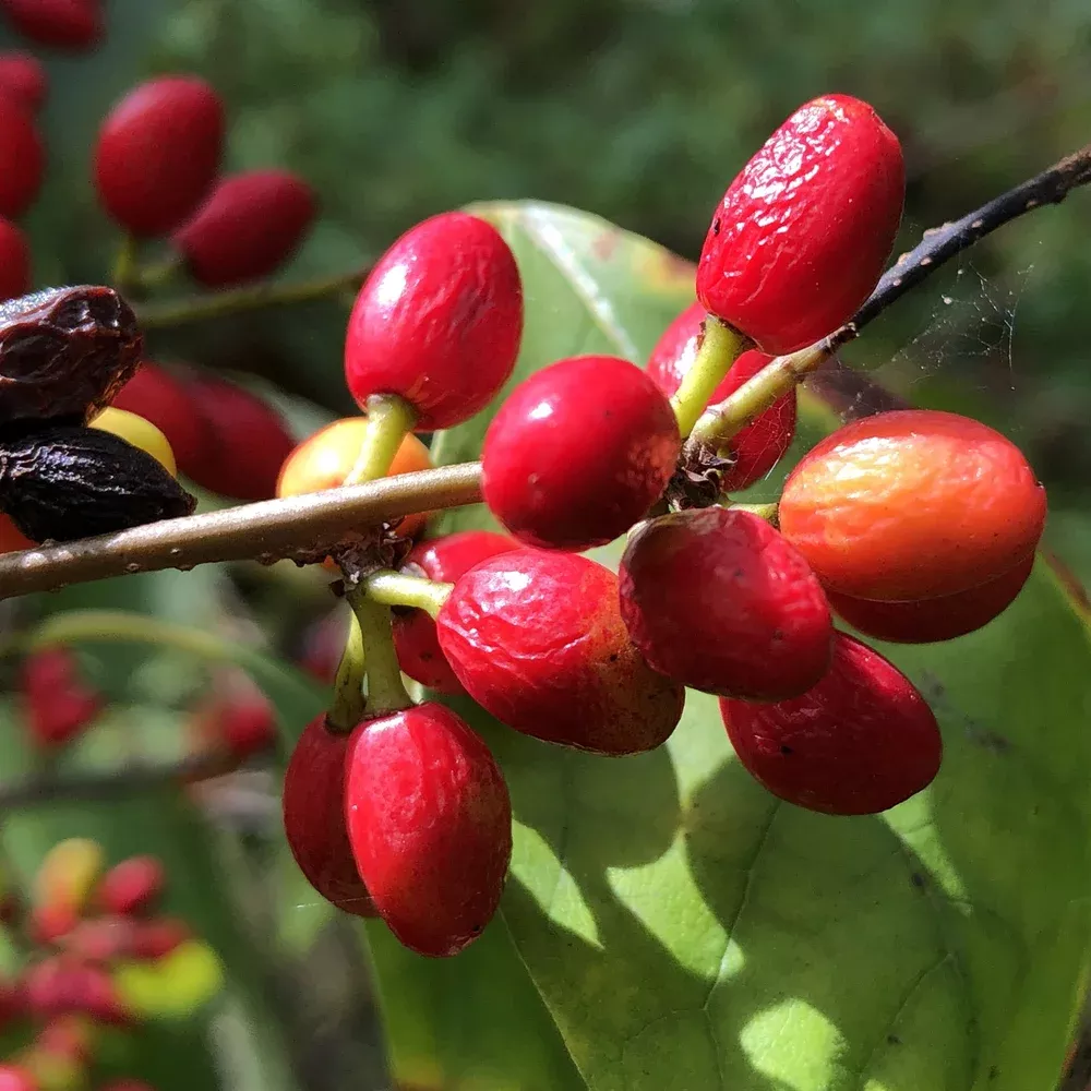 Northern Spicebush