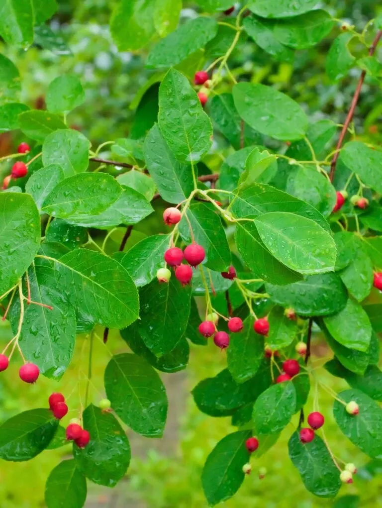 northline-serviceberry Northline Serviceberry