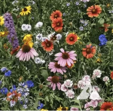 northwest-wildflower-mix-bulk-seed Northwest Wildflower Mix - Bulk Seed