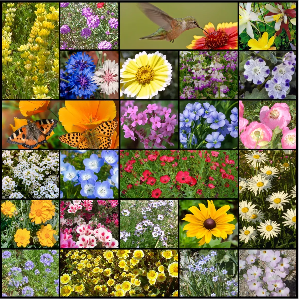 Northwest Wildflower Mixture