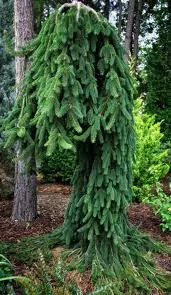 norway-spruce-pendula-weeping-6-gal-is Norway Spruce: 'Pendula' Weeping - 6 Gal (IS)