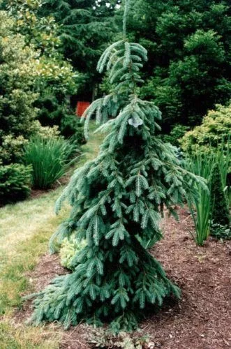 norway-spruce-pendula-weeping-white-10-gal-is Norway Spruce: 'Pendula' Weeping White - 10 Gal (IS)