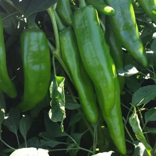 numex-6-4-pepper-seeds NuMex 6-4 Pepper Seeds
